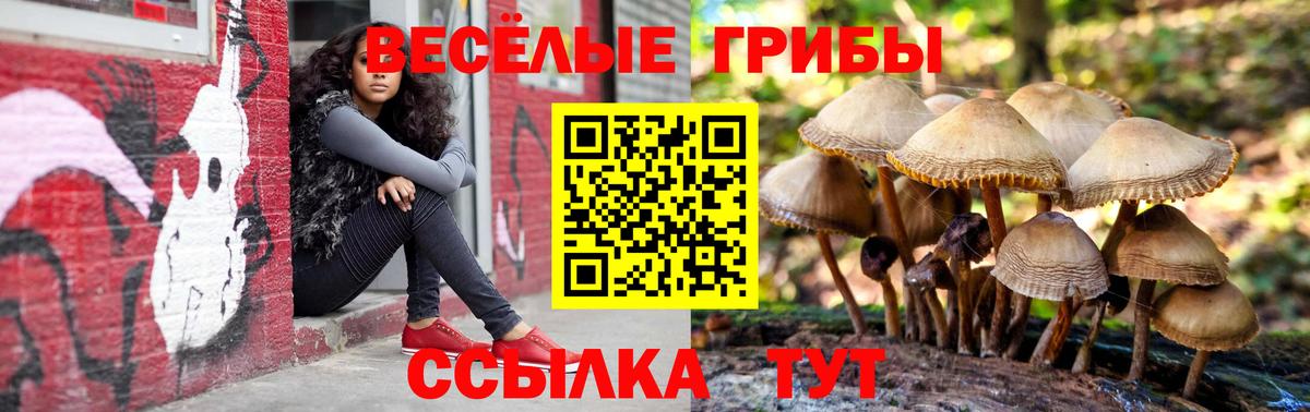 Галлюциногенные грибы Psilocybe Елабуга